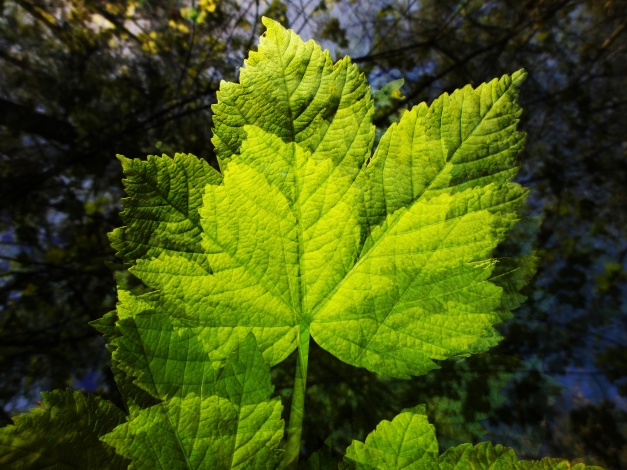 spring-leaf-layers
